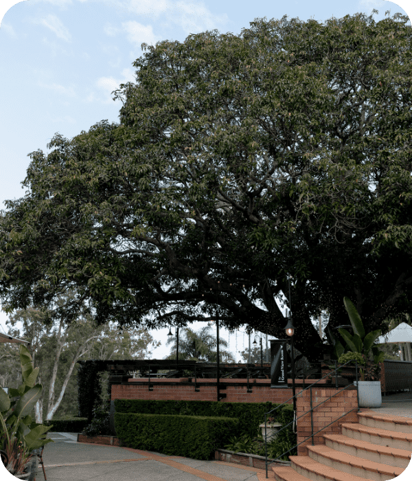 Tree and stairs outside a memorial service venue in Brisbane